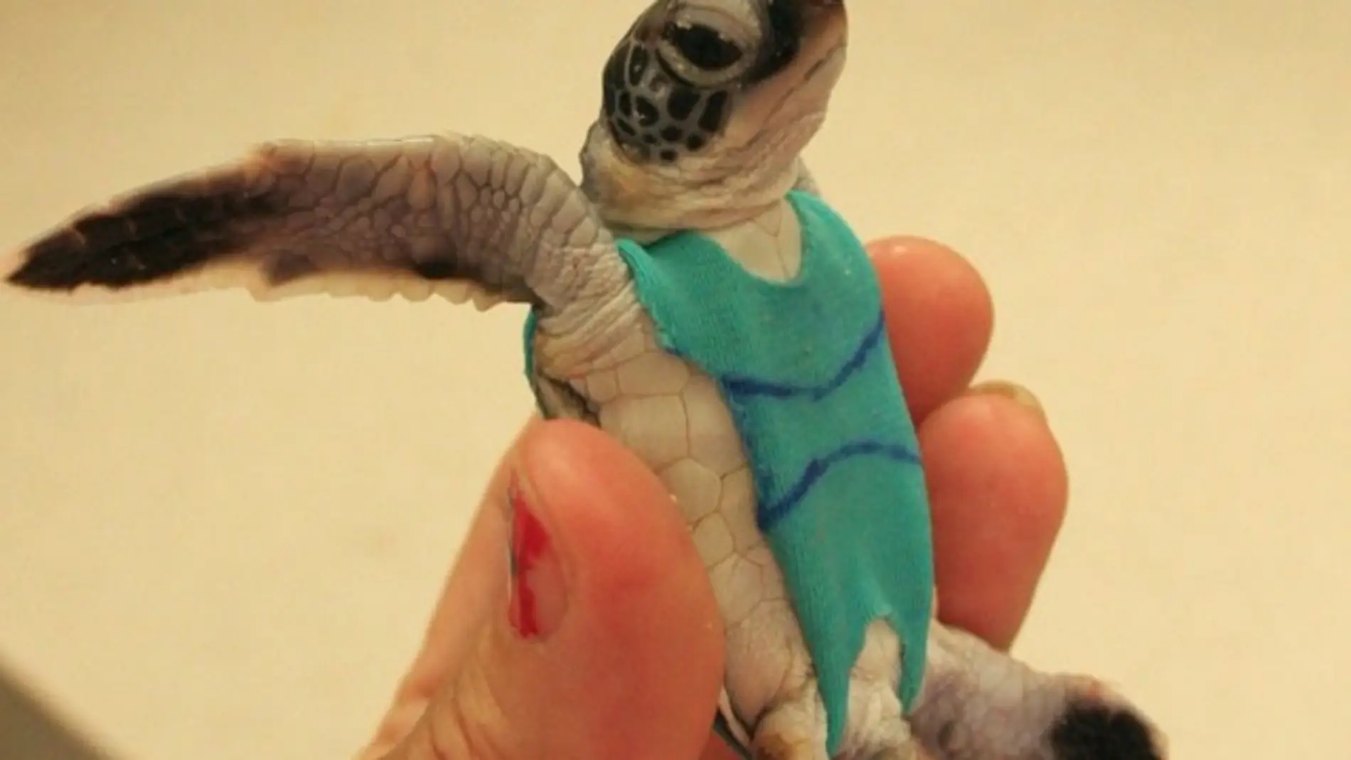 Una tortuga con bañador