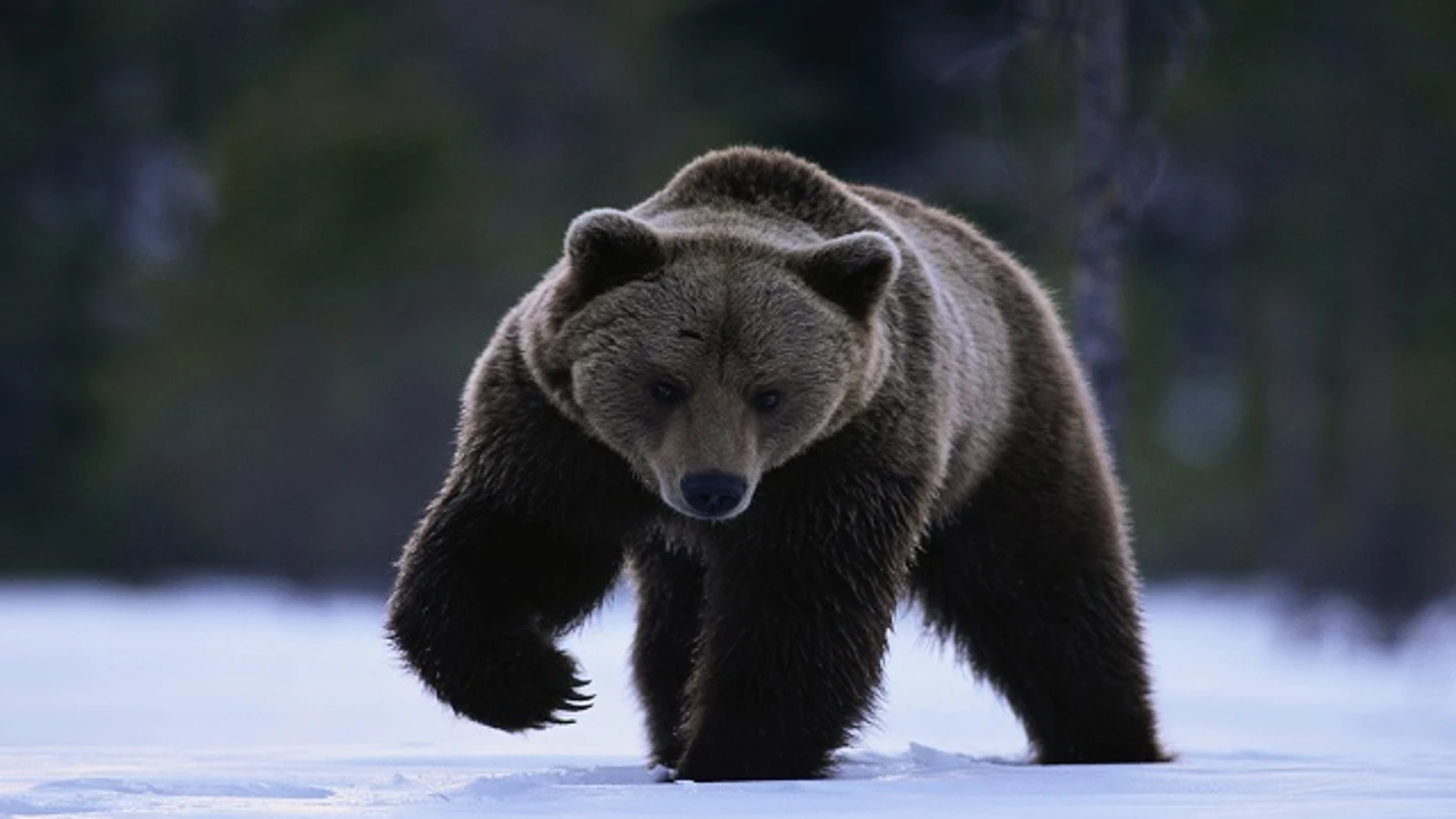 Un ejemplar de oso negro Un ejemplar de oso negro