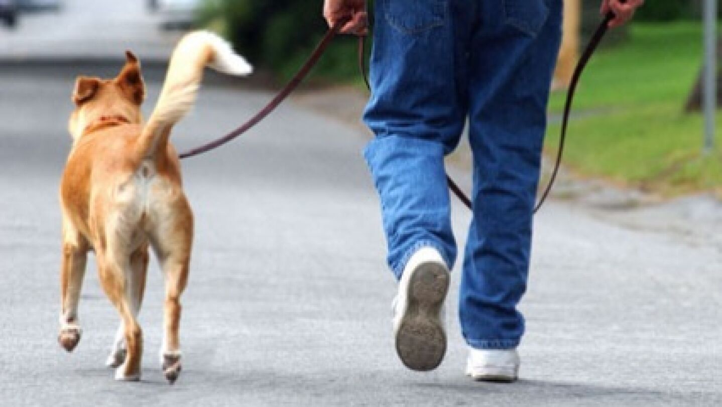 Paseando perro