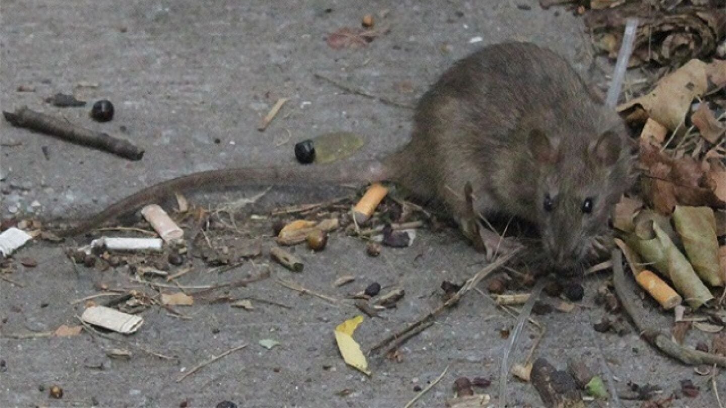 Ratas