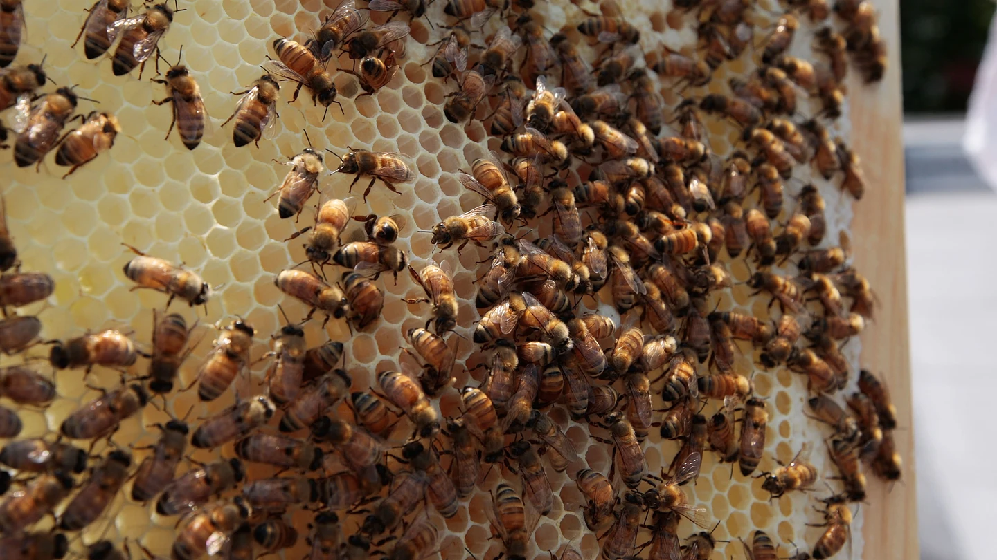 Colmena de abejas Colmena de abejas