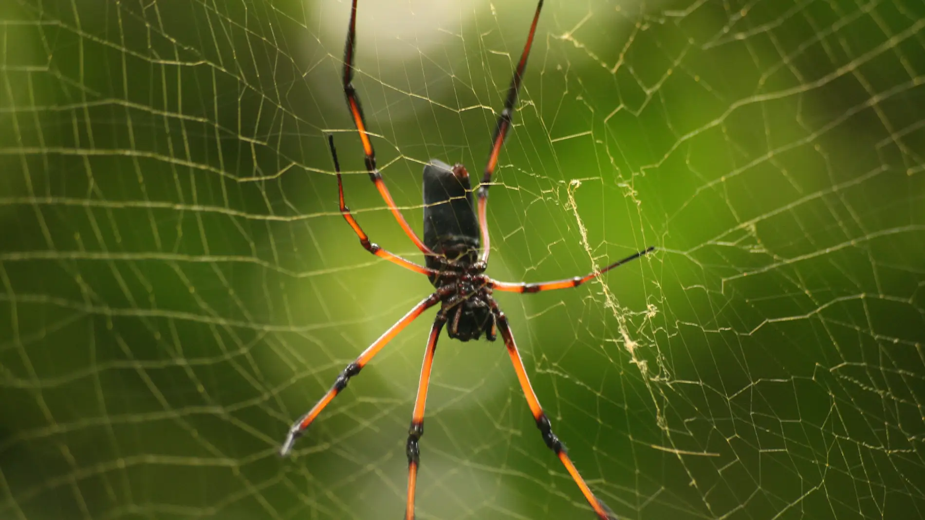 Araña de la especie 'Nephila inaurata'