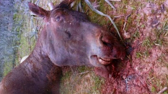 Sorky tras ser apaleado por su dueño Sorky tras ser apaleado por su dueño