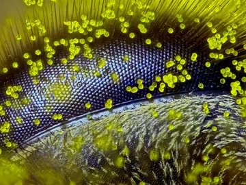 Primer premio. Así se ve el ojo de una abeja (‘Apis melifera’) cubierto de polen Primer premio. Así se ve el ojo de una abeja (‘Apis melifera’) cubierto de polen