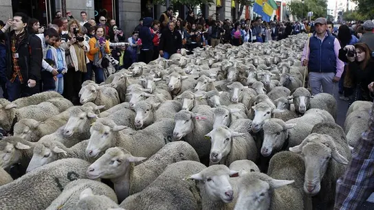 Las ovejas merinas cruzan Madrid (Archivo) Las ovejas merinas cruzan Madrid (Archivo)