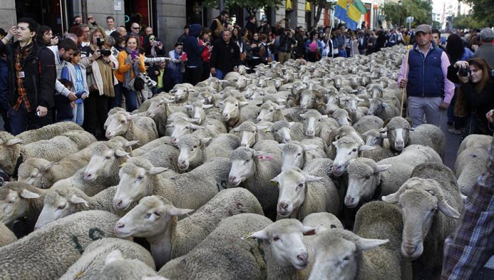Las ovejas merinas cruzan Madrid (Archivo)