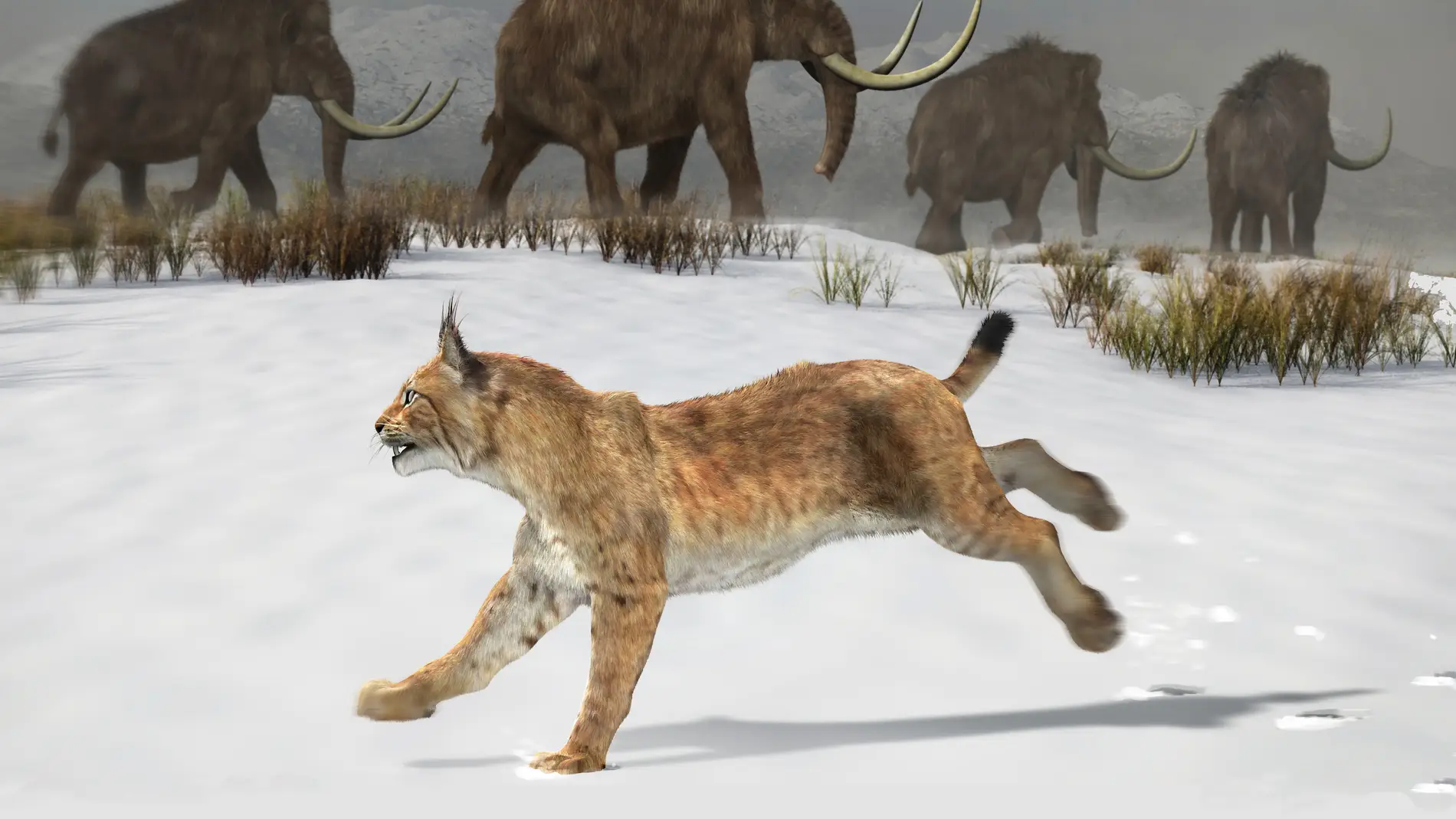 Reconstrucción del lince ibérico que hab