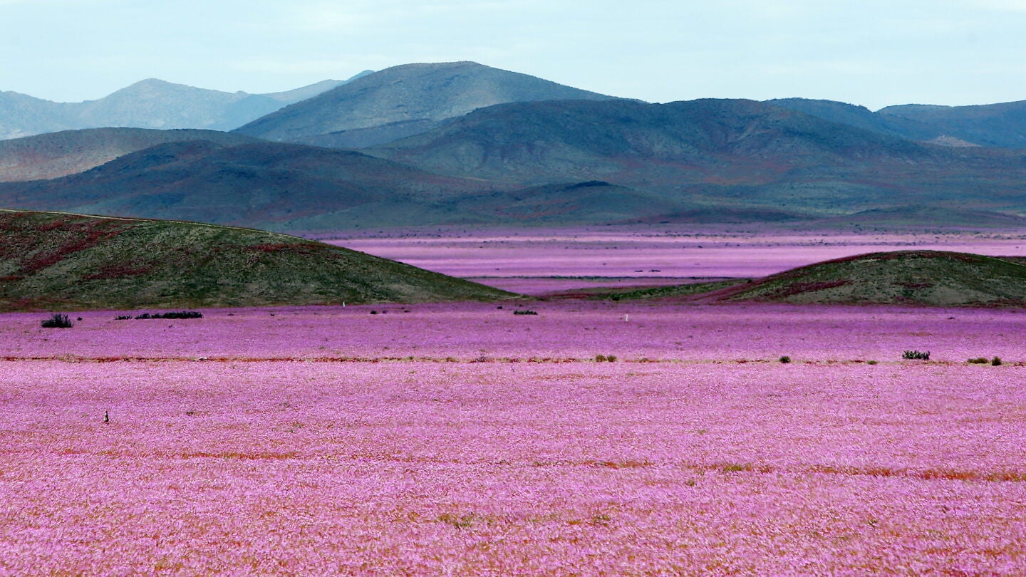 Desierto de Atacama con flor