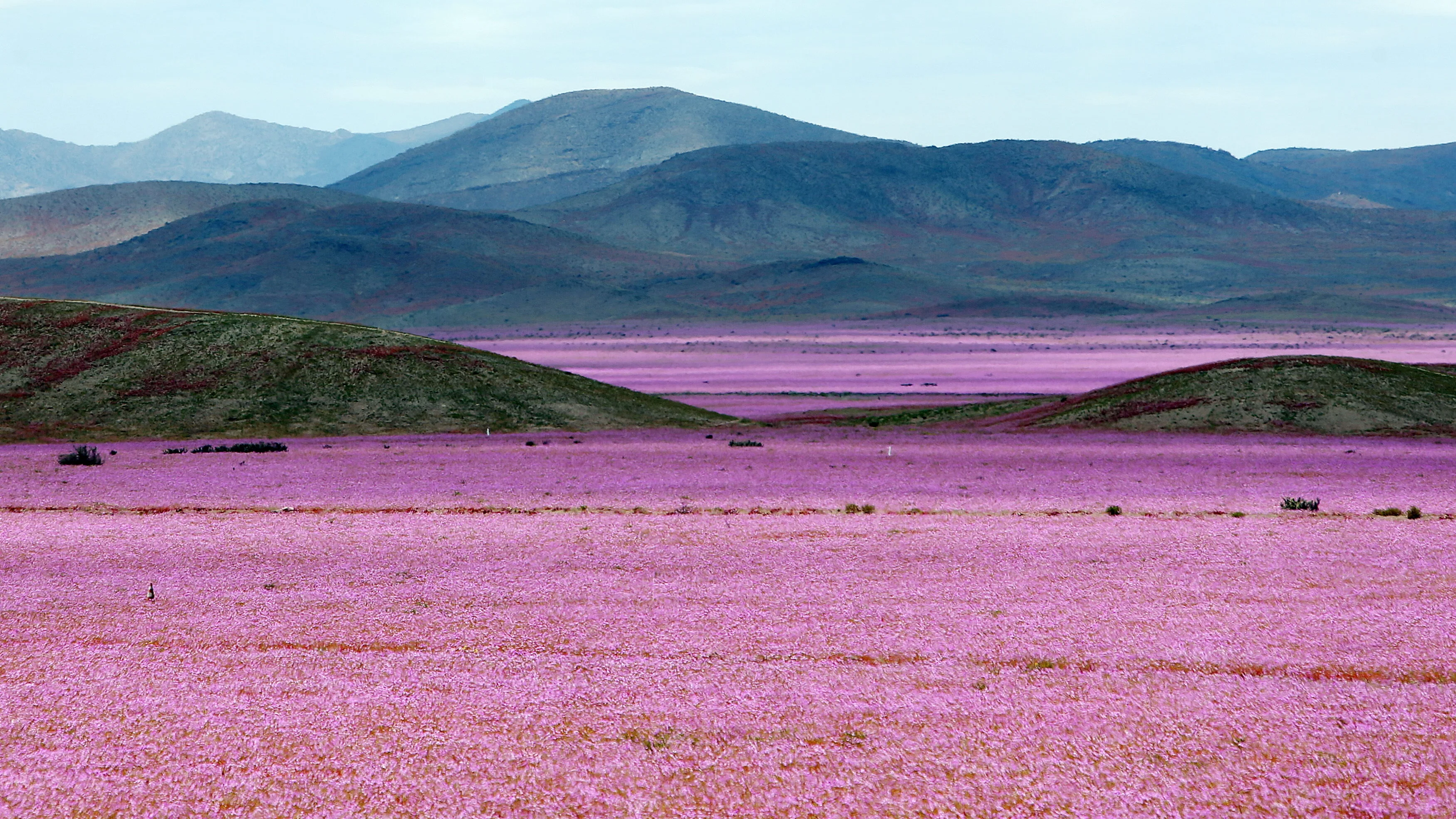 Desierto de Atacama con flor Desierto de Atacama con flor