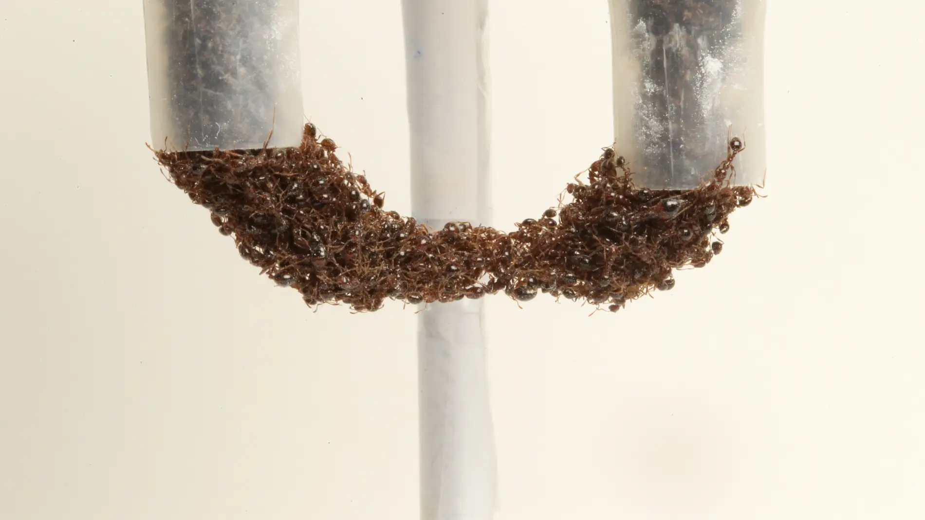 Las hormigas se vuelven “líquidas” para sobrevivir al peligro