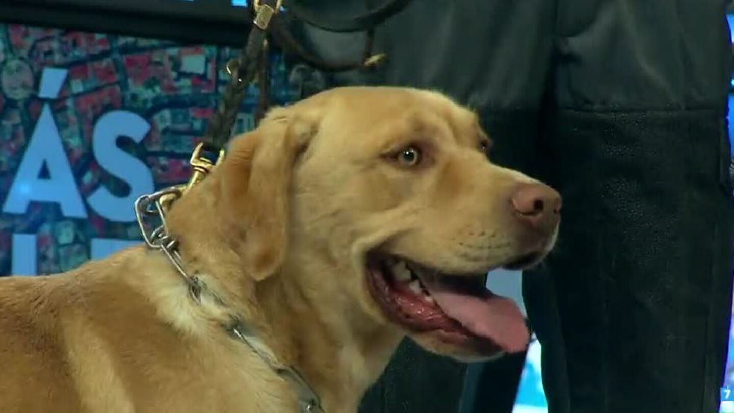 Apolo, el perro adiestrado en el rastreo de dinero