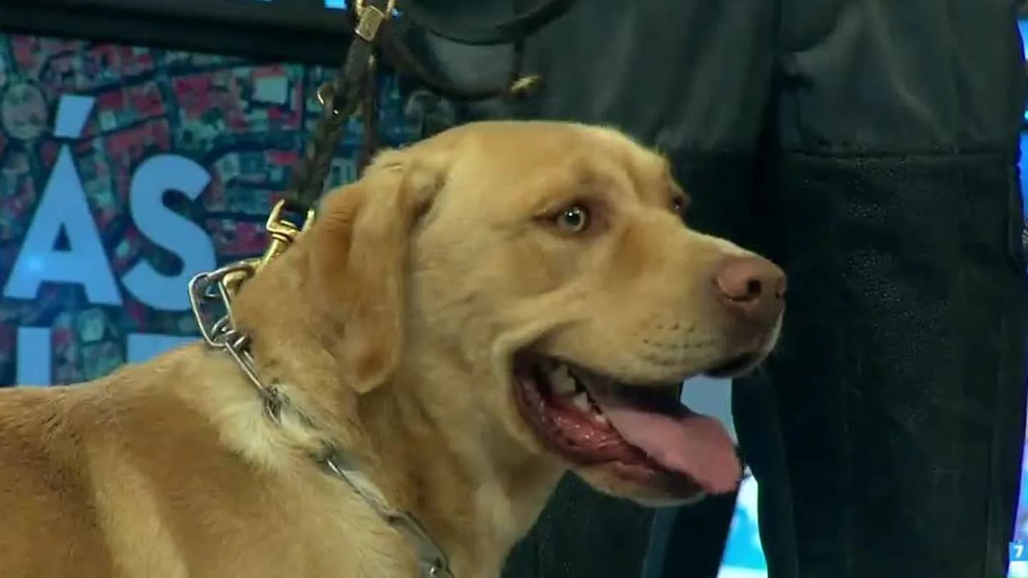 Apolo, el perro adiestrado en el rastreo de dinero Apolo, el perro adiestrado en el rastreo de dinero