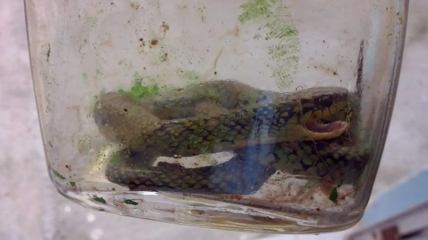 Imagen de la serpiente muerta por los mordiscos del menor Imagen de la serpiente muerta por los mordiscos del menor