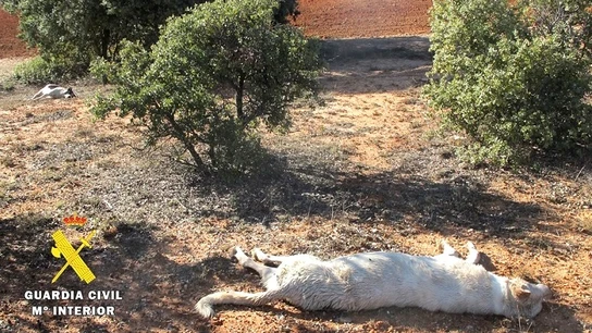 Dos perros tendidos en el suelo Dos perros tendidos en el suelo