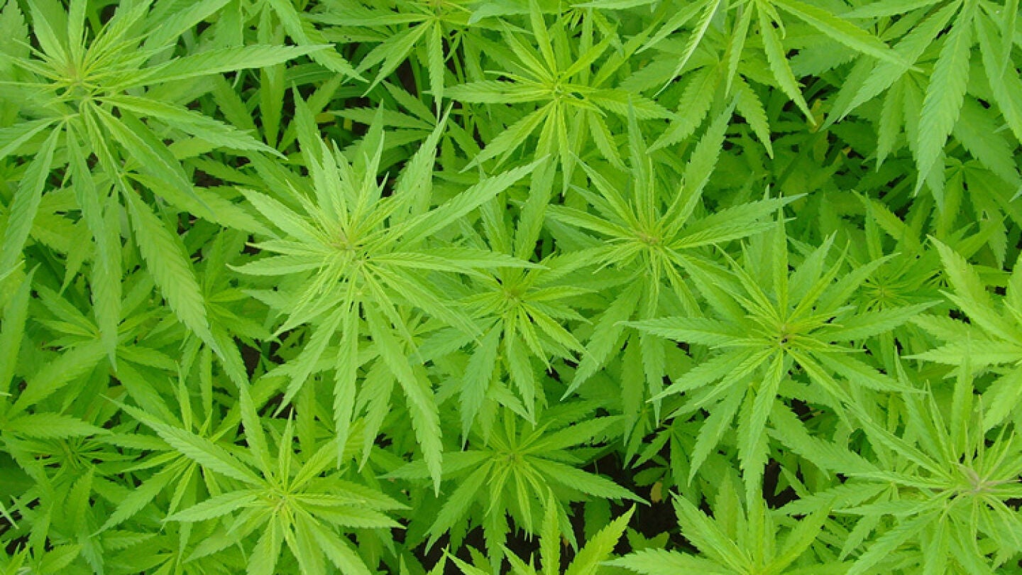 Hojas de marihuana