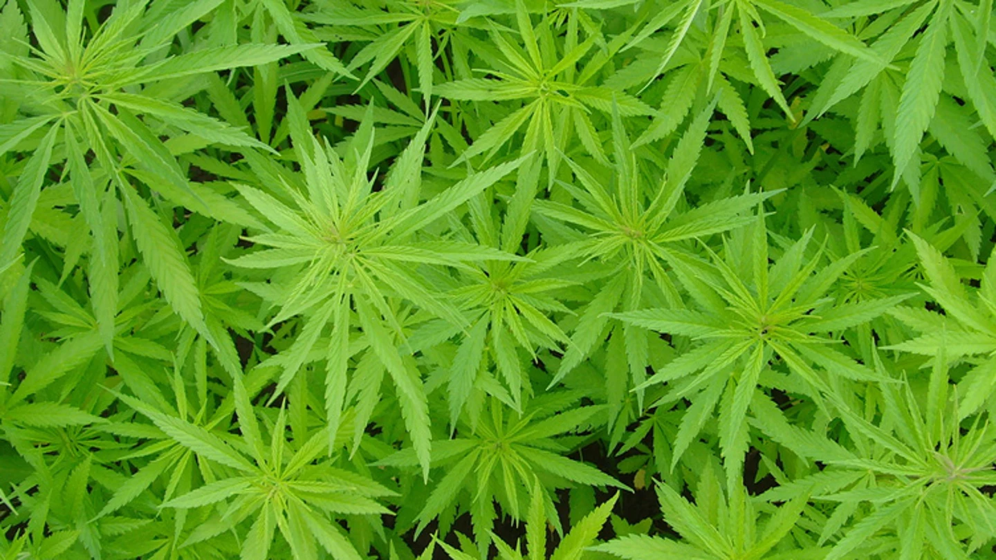 Hojas de marihuana Hojas de marihuana