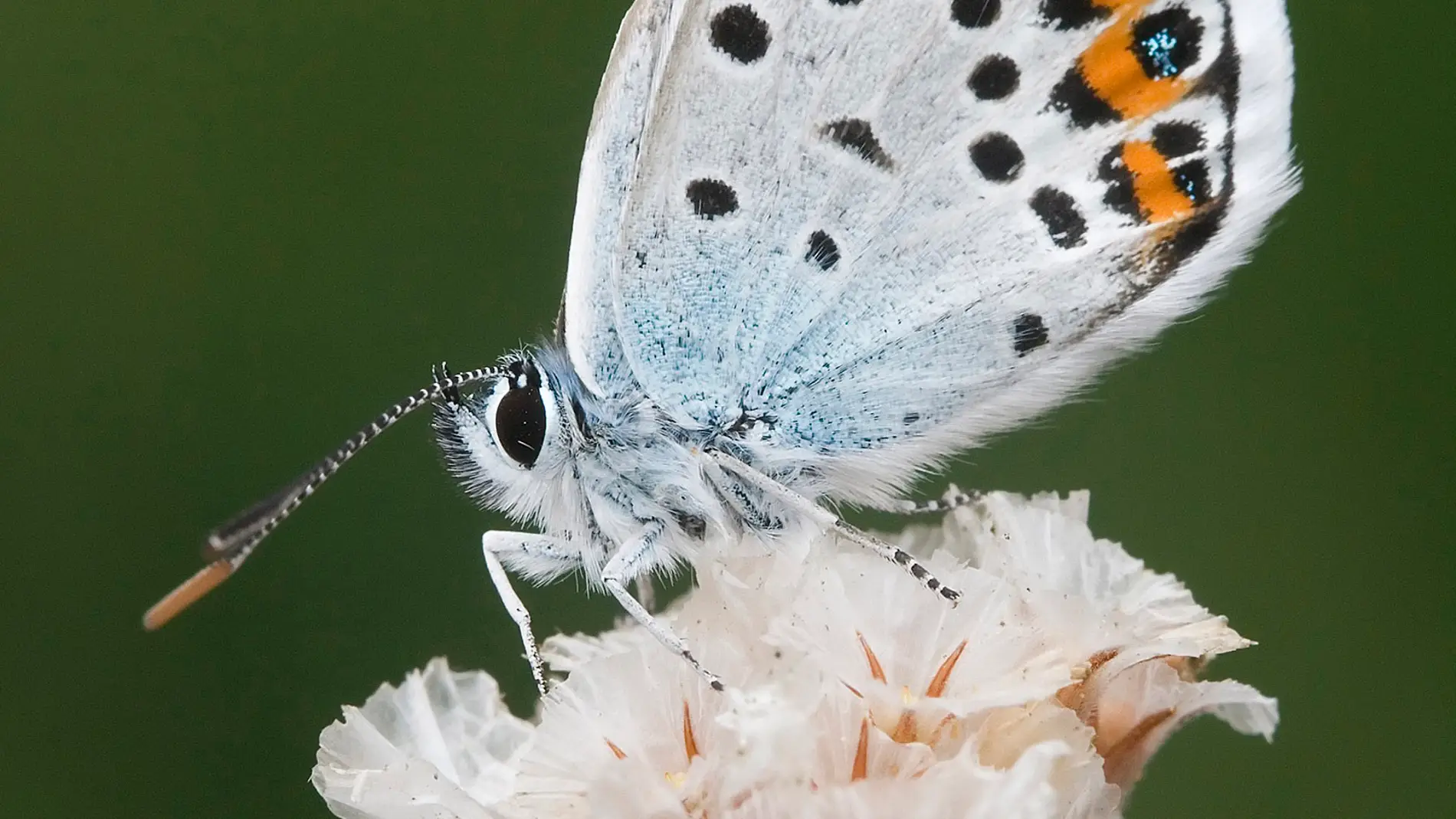 Mariposa Plebejus Argus / Rafael Obregón