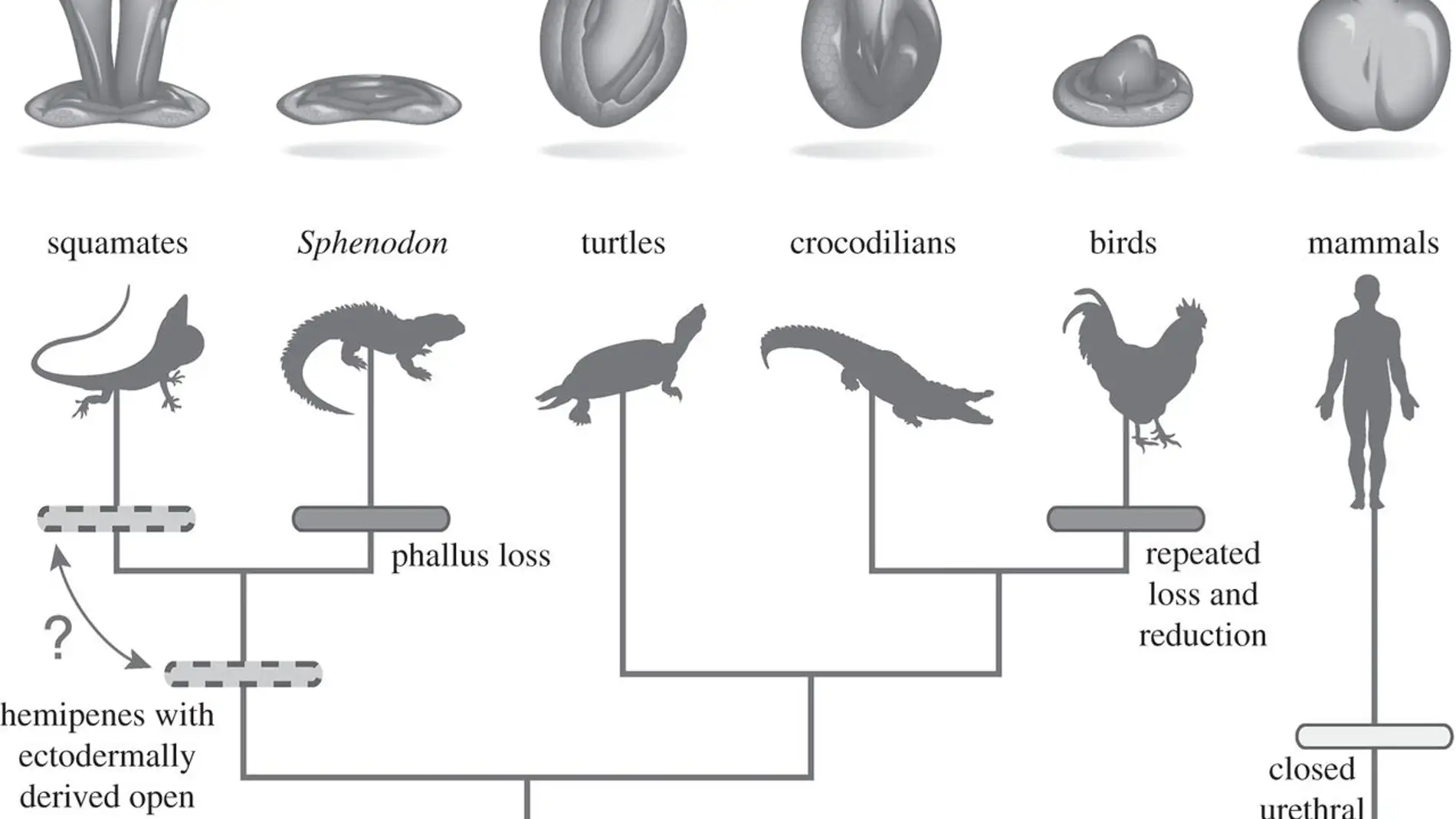 Penes de distintos tipos de animales