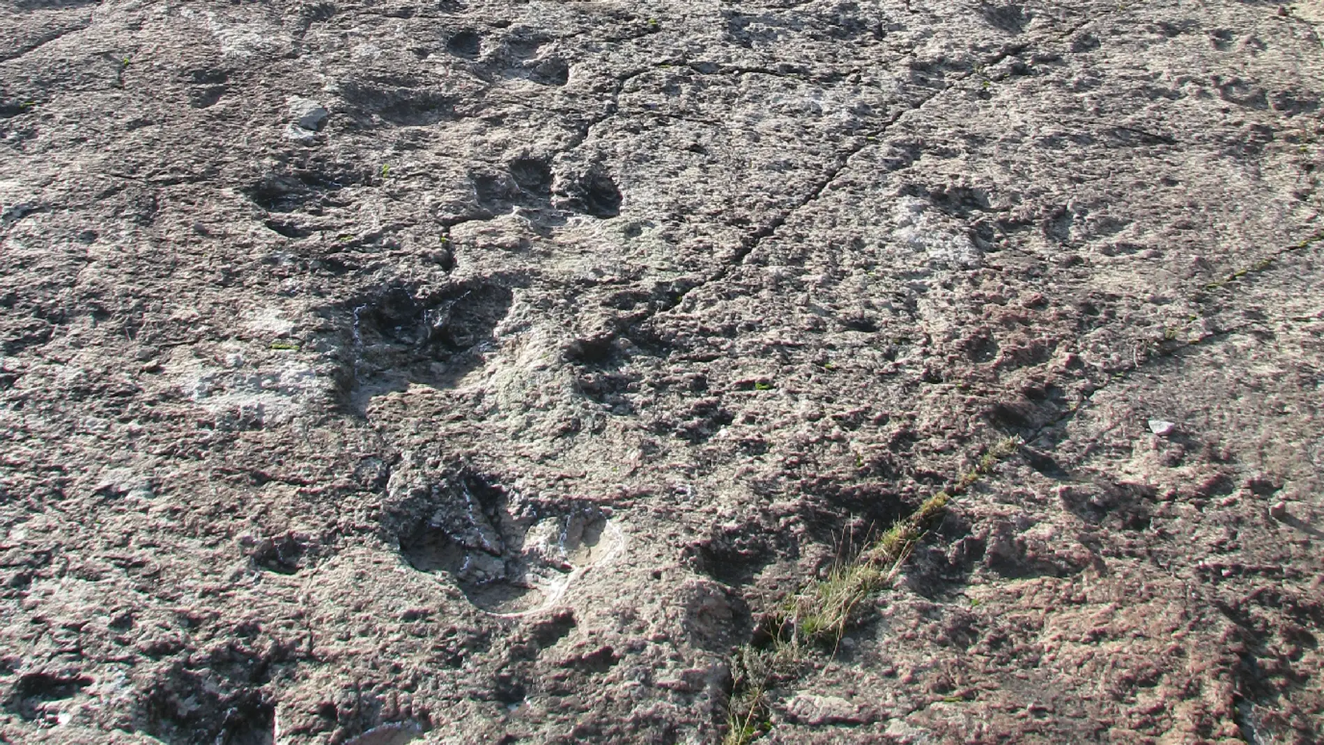 Icnitas en el yacimiento de El Barranco