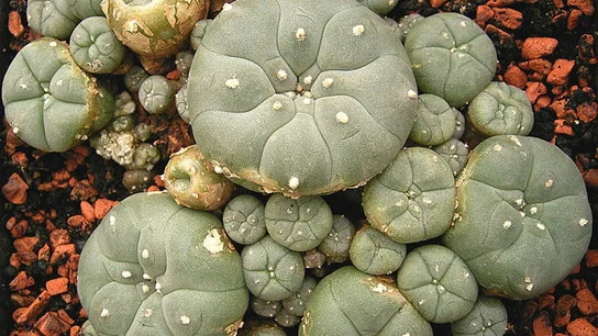 Planta Peyote Planta Peyote