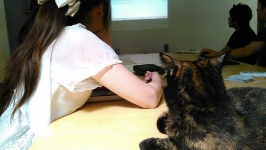 Un gato asistiendo a una reuni&oacute;n