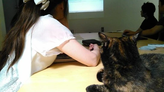 Un gato asistiendo a una reunión Un gato asistiendo a una reunión