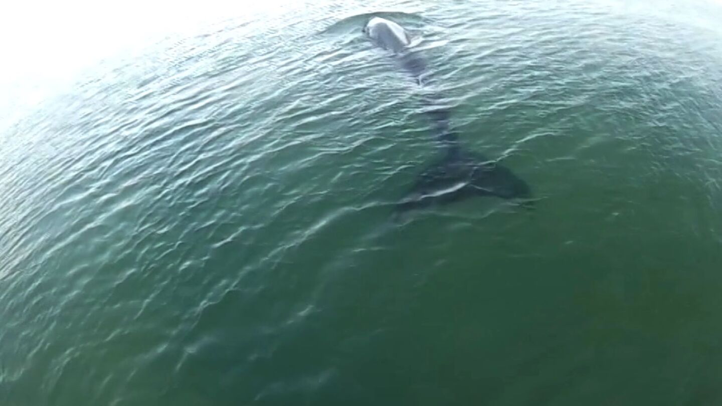 Ballena en Barcelona