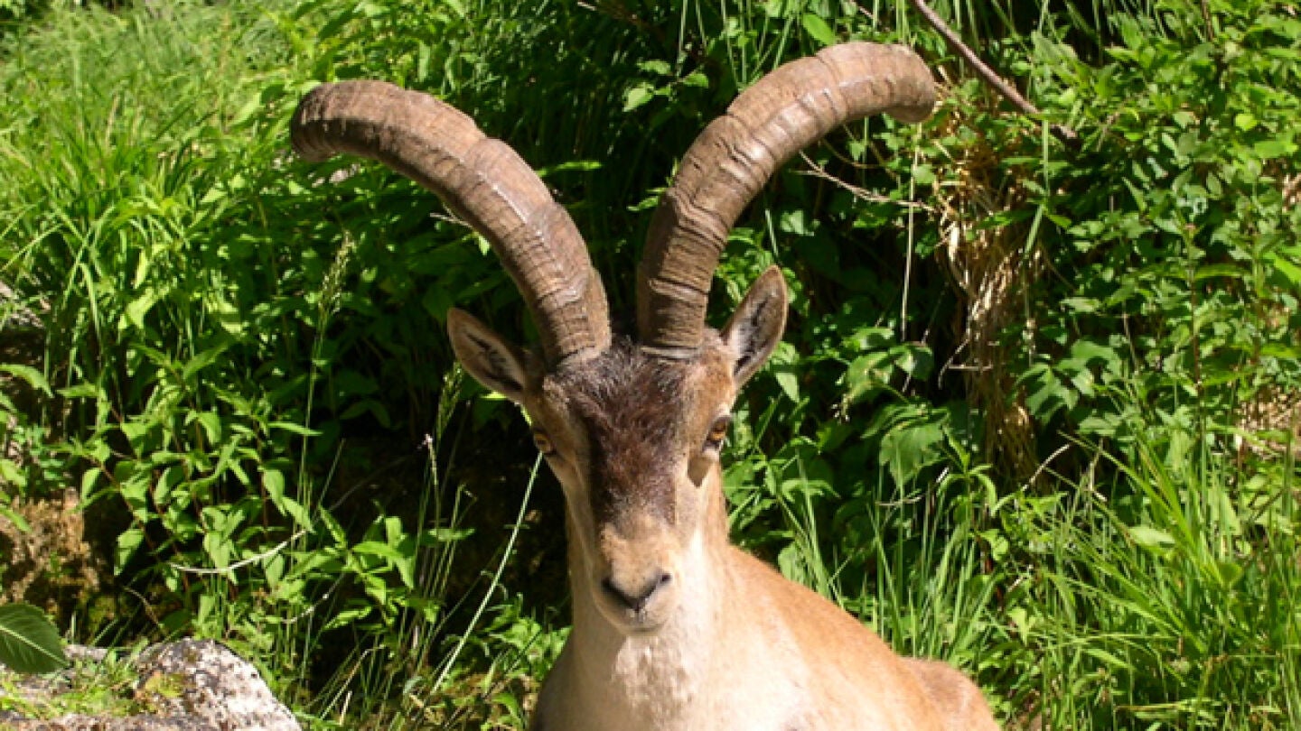 Ejemplar de cabra montesa