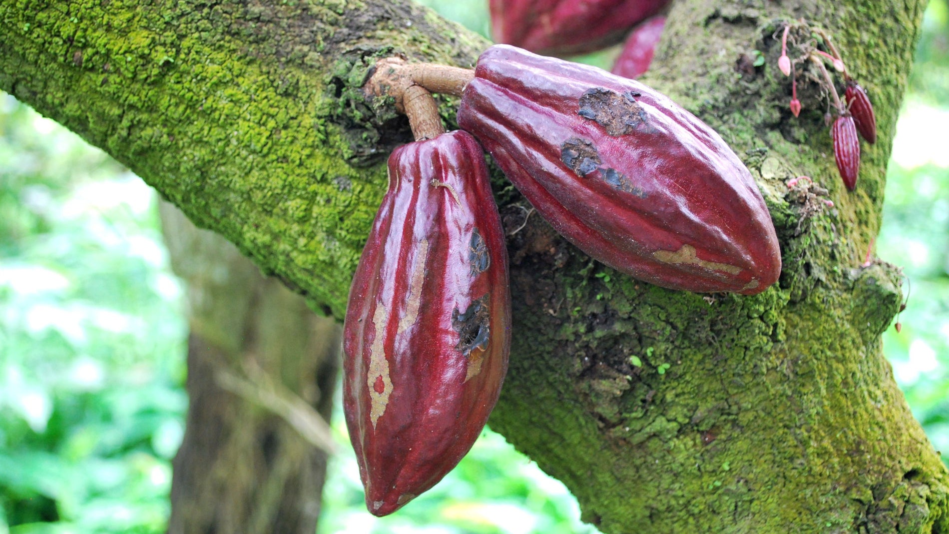 Imagen de un cacaotero