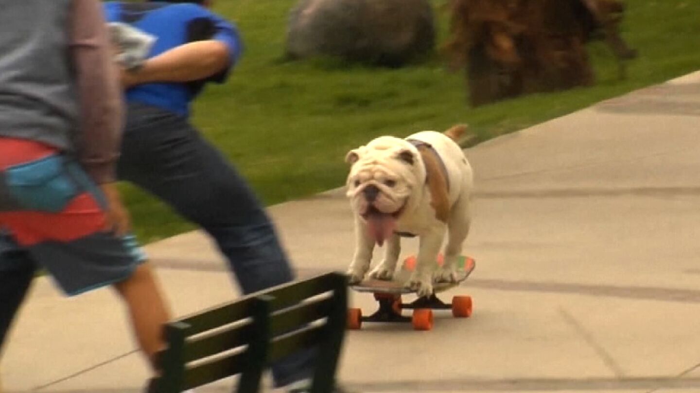 Otto, bulldog peruano