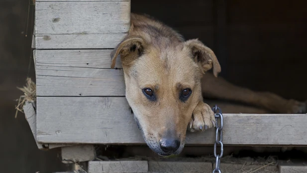 Imagen de un perro encadenado