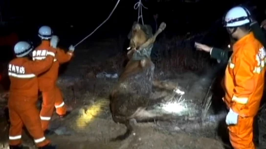 Espectacular rescate a una vaca Espectacular rescate a una vaca