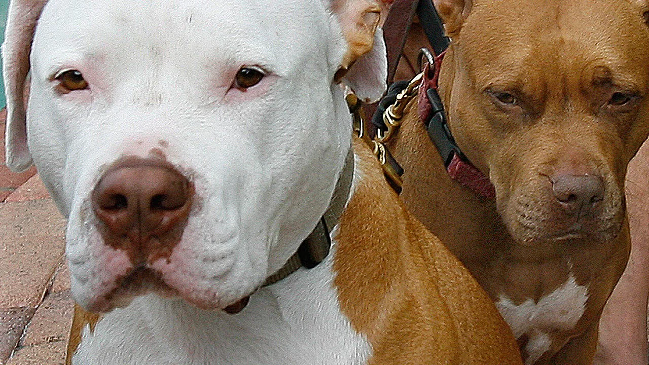 Imagen recurso de dos perros raza bull-terrier