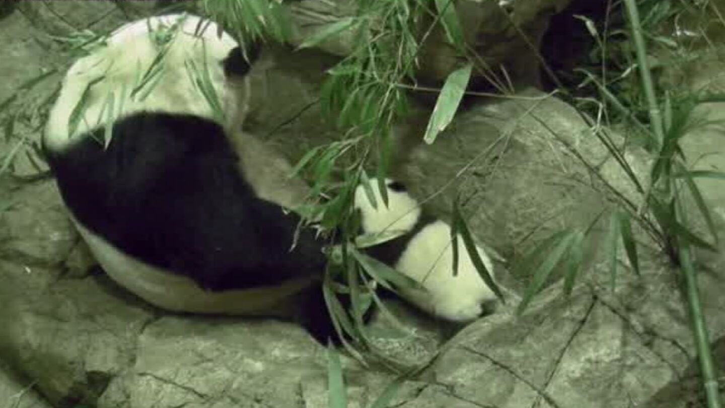 Primeros pasos de un beb&eacute; panda