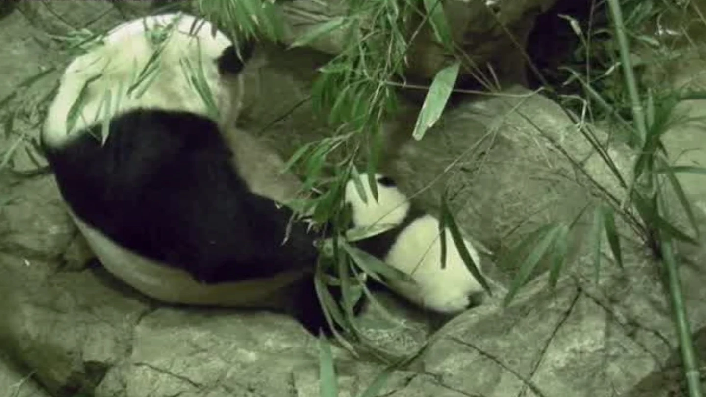 Primeros pasos de un bebé panda Primeros pasos de un bebé panda