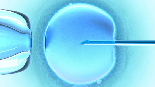 Imagen de un proceso de inseminación Imagen de un proceso de inseminación