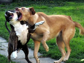 Perros peleando Perros peleando
