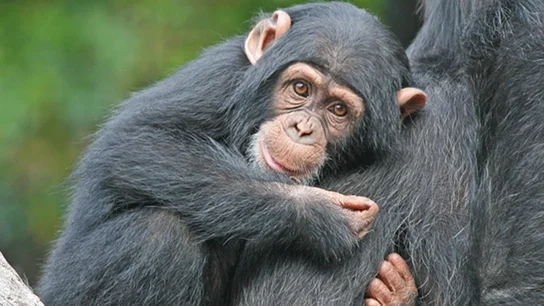 Primate abrazando a su madre Primate abrazando a su madre