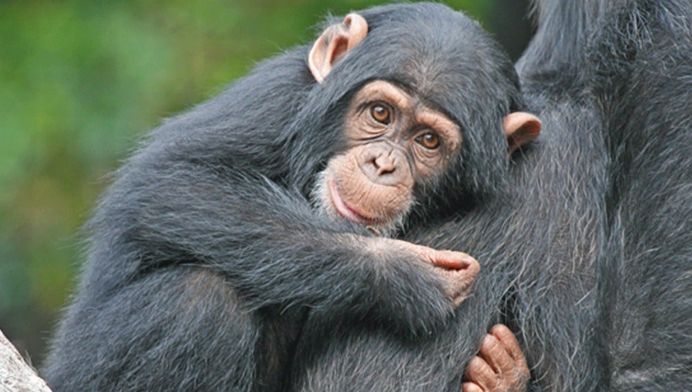 Primate abrazando a su madre