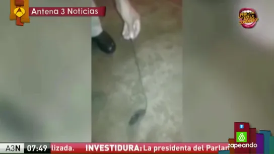 Un ratón que reparte droga en una cárcel Un ratón que reparte droga en una cárcel
