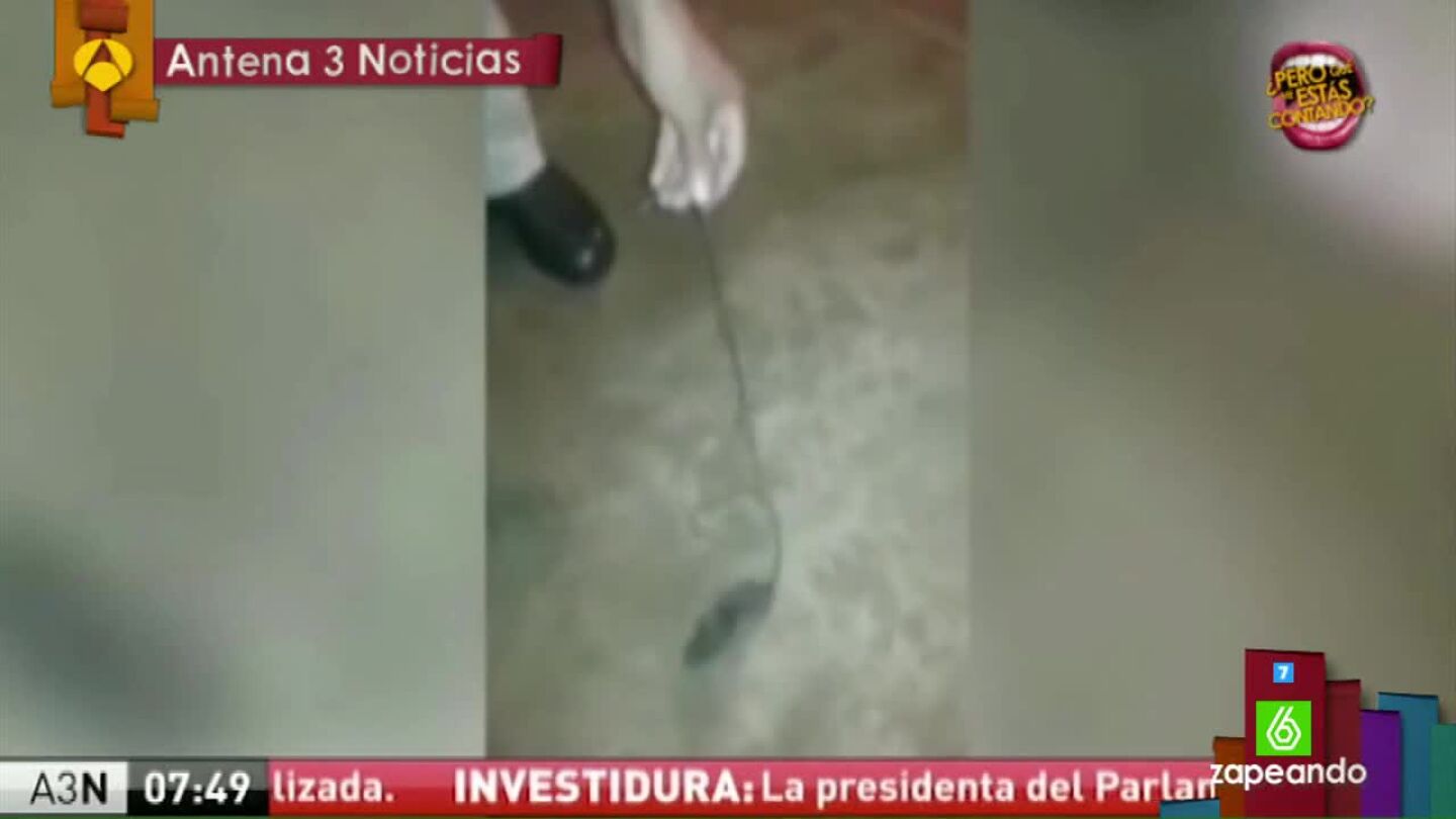 Un rat&oacute;n que reparte droga en una c&aacute;rcel