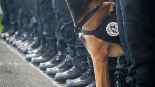 Diesel, la perra policía Diesel, la perra policía