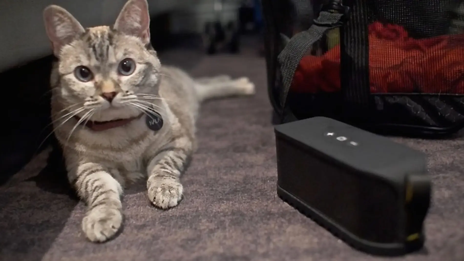 Un gatito escuchando música