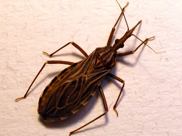 Rhodnius prolixus Rhodnius prolixus