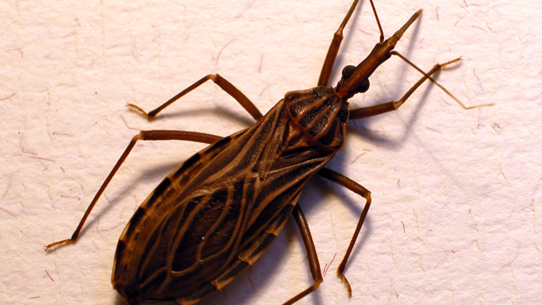 Rhodnius prolixus
