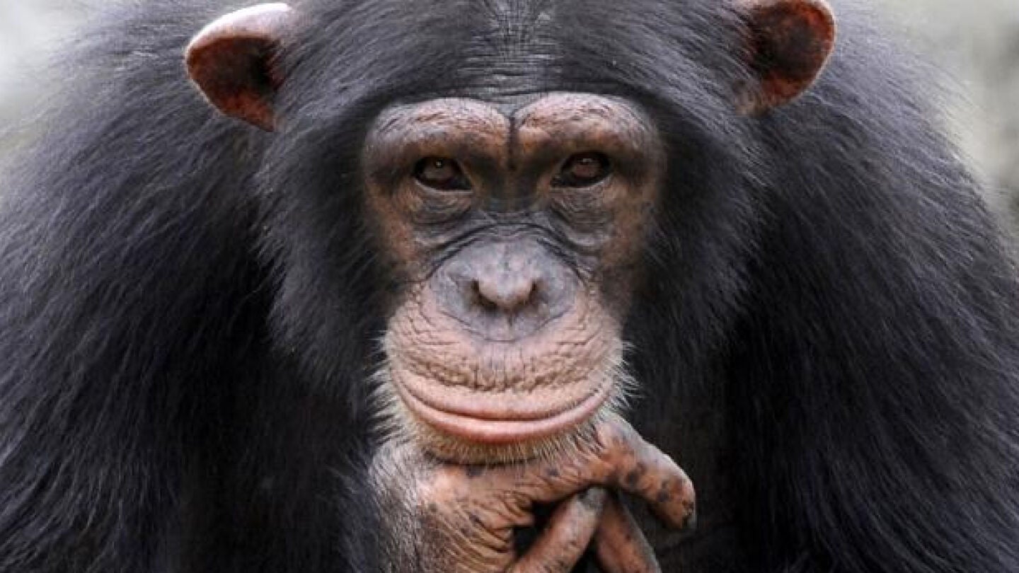 Un chimpanc&eacute; en una imagen de archivo