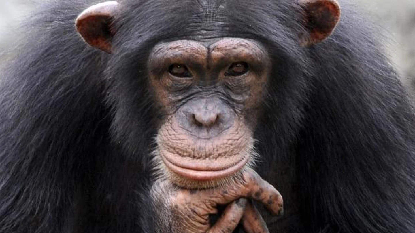 Un chimpancé en una imagen de archivo Un chimpancé en una imagen de archivo