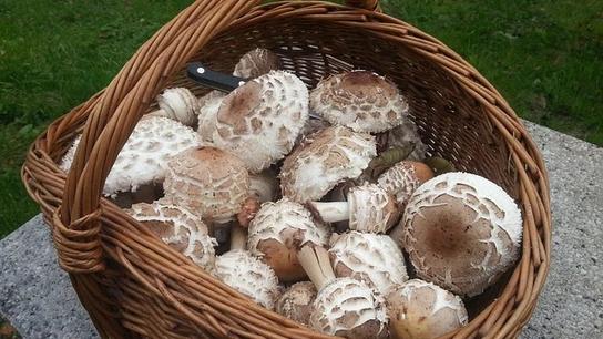 Setas en una cesta de mimbre Setas en una cesta de mimbre