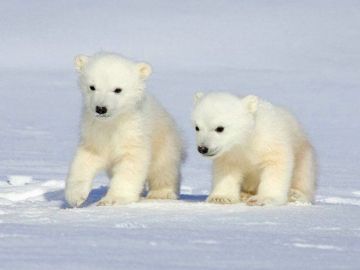 La supervivencia del oso polar en peligro por el cambio climático 