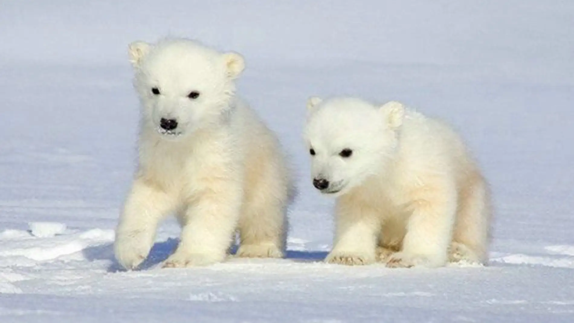 Encuentran por primera vez dos osos polares idénticos